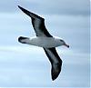 Albatro