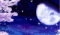 stellacielo